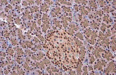 Anti-EED antibody [GT885] used in IHC (Paraffin sections) (IHC-P). GTX634650