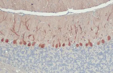 Anti-Calbindin antibody [GT386] used in IHC (Paraffin sections) (IHC-P). GTX634833