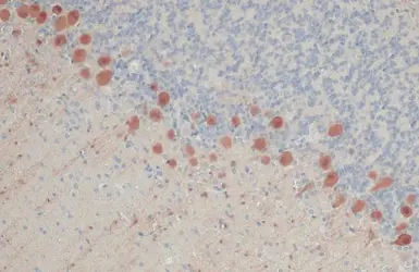 Anti-Calbindin antibody [GT386] used in IHC (Paraffin sections) (IHC-P). GTX634833