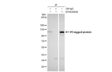 Anti-V5 tag antibody [GT1078] used in Immunoprecipitation (IP). GTX635260
