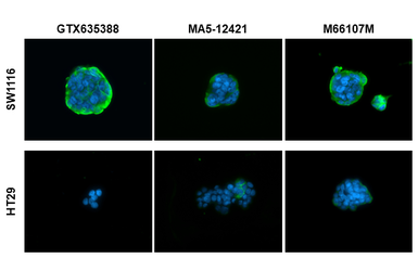Anti-CA19-9 antibody [GT174] used in Immunocytochemistry/ Immunofluorescence (ICC/IF). GTX635388