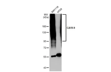 Anti-CA19-9 antibody [GT933] used in Western Blot (WB). GTX635389