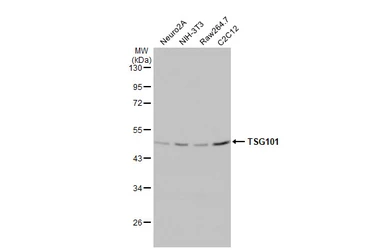 Anti-TSG101 antibody [4A10-RB] used in Western Blot (WB). GTX635396