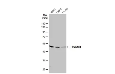 Anti-TSG101 antibody [4A10-RB] used in Western Blot (WB). GTX635396