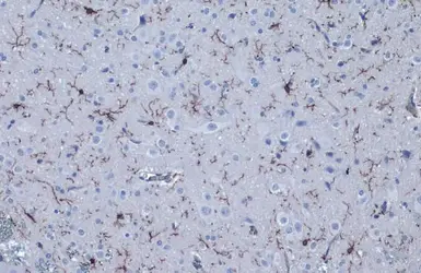 Anti-Iba1 antibody [HL22-MS] used in IHC (Paraffin sections) (IHC-P). GTX635399