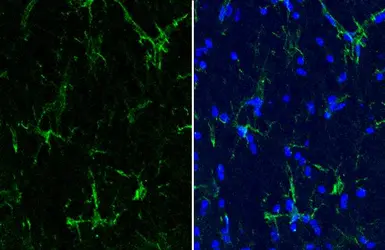 Anti-Iba1 antibody [HL22-MS] used in IHC (Frozen sections) (IHC-Fr). GTX635399