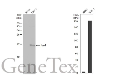 Anti-Iba1 antibody [HL22-MS] used in Western Blot (WB). GTX635399