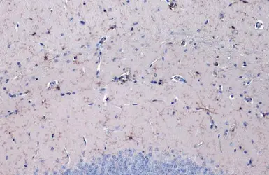 Anti-Iba1 antibody [HL22-RT] used in IHC (Paraffin sections) (IHC-P). GTX635400