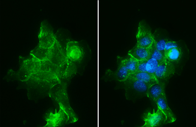 Anti-Sodium/Potassium ATPase alpha 1 antibody [HL114] used in Immunocytochemistry/ Immunofluorescence (ICC/IF). GTX635461