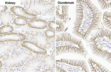 Anti-Sodium/Potassium ATPase alpha 1 antibody [HL114] used in IHC (Paraffin sections) (IHC-P). GTX635461