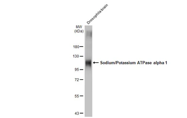 Anti-Sodium/Potassium ATPase alpha 1 antibody [HL114] used in Western Blot (WB). GTX635461