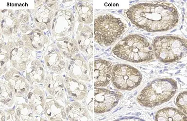 Anti-GPX2 antibody [HL125] used in IHC (Paraffin sections) (IHC-P). GTX635477