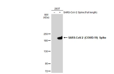 Anti-SARS-CoV-2 (COVID-19) Spike S1 antibody [HL263] used in Western Blot (WB). GTX635672