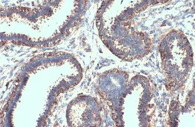 Anti-LAMP2 antibody [GT856] used in IHC (Paraffin sections) (IHC-P). GTX635790