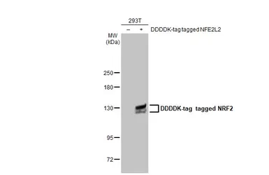 Anti-NRF2 antibody [HL1021] used in Western Blot (WB). GTX635826