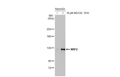 Anti-NRF2 antibody [HL1021] used in Western Blot (WB). GTX635826