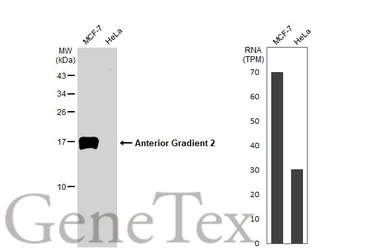 Anti-Anterior Gradient 2 antibody [HL1024] used in Western Blot (WB). GTX635838