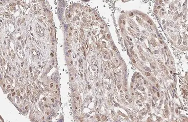 Anti-p63 antibody [HL1027] used in IHC (Paraffin sections) (IHC-P). GTX635841