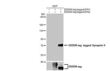 Anti-Synapsin II antibody [GT387] used in Western Blot (WB). GTX635883