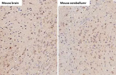 Anti-SARM1 antibody [HL1066] used in IHC (Paraffin sections) (IHC-P). GTX636097