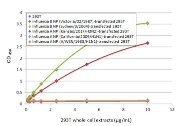 Anti-Influenza B virus Nucleoprotein antibody [HL1068] used in ELISA (ELISA). GTX636099