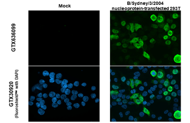 Anti-Influenza B virus Nucleoprotein antibody [HL1068] used in Immunocytochemistry/ Immunofluorescence (ICC/IF). GTX636099
