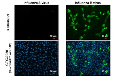 Anti-Influenza B virus Nucleoprotein antibody [HL1068] used in Immunocytochemistry/ Immunofluorescence (ICC/IF). GTX636099