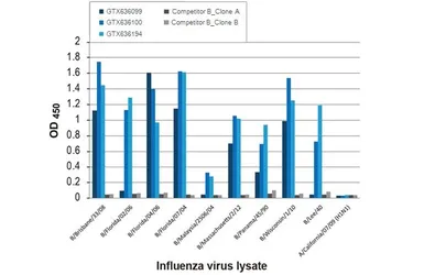 Anti-Influenza B virus Nucleoprotein antibody [HL1068] used in ELISA (ELISA). GTX636099