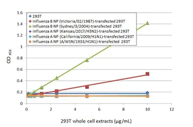 Anti-Influenza B virus Nucleoprotein antibody [HL1068] used in ELISA (ELISA). GTX636099