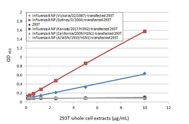 Anti-Influenza B virus Nucleoprotein antibody [HL1068] used in ELISA (ELISA). GTX636099