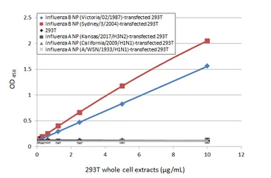 Anti-Influenza B virus Nucleoprotein antibody [HL1073] used in ELISA (ELISA). GTX636194