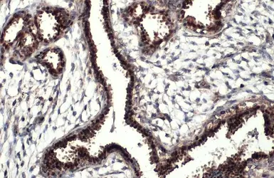 Anti-Estrogen Receptor alpha antibody [HL1082] used in IHC (Paraffin sections) (IHC-P). GTX636203