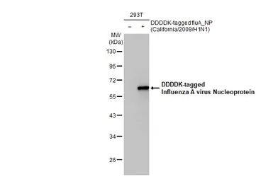 Anti-Influenza A virus Nucleoprotein antibody [HL1098] used in Western Blot (WB). GTX636282