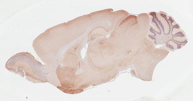 Anti-AChE antibody [HL1102] used in IHC (Paraffin sections) (IHC-P). GTX636298