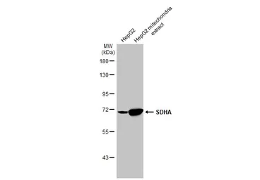 Anti-SDHA antibody [HL1117] used in Western Blot (WB). GTX636335