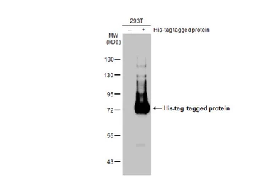 Anti-6x His Tag antibody [GT7712] used in Western Blot (WB). GTX636390