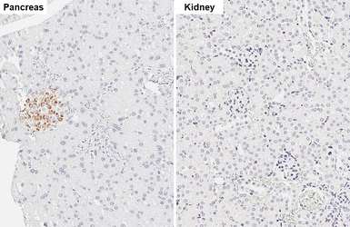 Anti-C-Peptide antibody [HL1159] used in IHC (Paraffin sections) (IHC-P). GTX636463