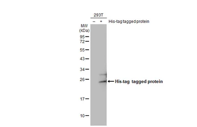 Anti-6x His Tag antibody [GT636] used in Western Blot (WB). GTX636472