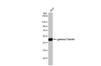 Anti-gamma Tubulin antibody [HL1175] used in Western Blot (WB). GTX636480