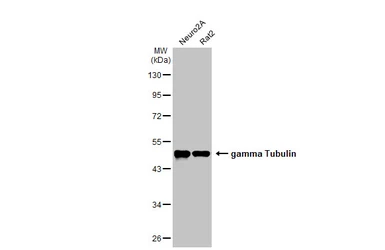 Anti-gamma Tubulin antibody [HL1175] used in Western Blot (WB). GTX636480