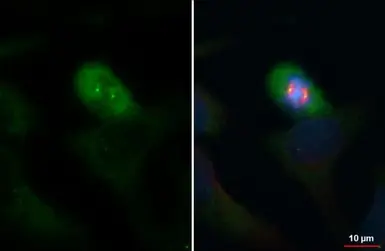 Anti-gamma Tubulin antibody [HL1175] used in Immunocytochemistry/ Immunofluorescence (ICC/IF). GTX636480