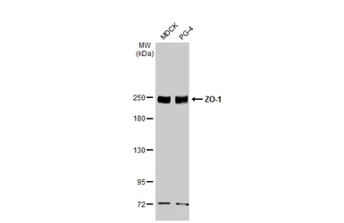 Anti-ZO-1 antibody [HL1185] used in Western Blot (WB). GTX636491