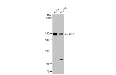 Anti-ZO-1 antibody [HL1185] used in Western Blot (WB). GTX636491