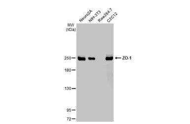 Anti-ZO-1 antibody [HL1185] used in Western Blot (WB). GTX636491