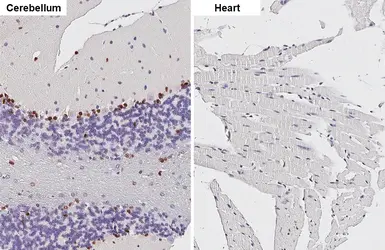 Anti-SOX2 antibody [HL1193] used in IHC (Paraffin sections) (IHC-P). GTX636505