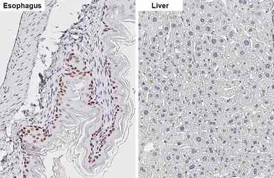 Anti-SOX2 antibody [HL1193] used in IHC (Paraffin sections) (IHC-P). GTX636505
