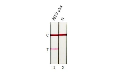 Anti-ASFV p54 antibody [HL1218] used in Lateral Flow (Lateral Flow). GTX636562