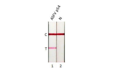 Anti-ASFV p54 antibody [HL1218] used in Lateral Flow (Lateral Flow). GTX636562