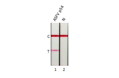 Anti-ASFV p54 antibody [HL1218] used in Lateral Flow (Lateral Flow). GTX636562