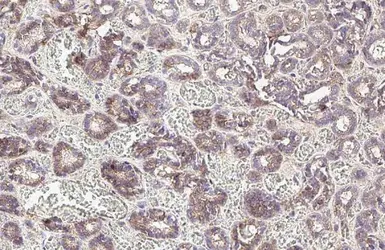 Anti-E-Cadherin antibody [HL1229] used in IHC (Paraffin sections) (IHC-P). GTX636577